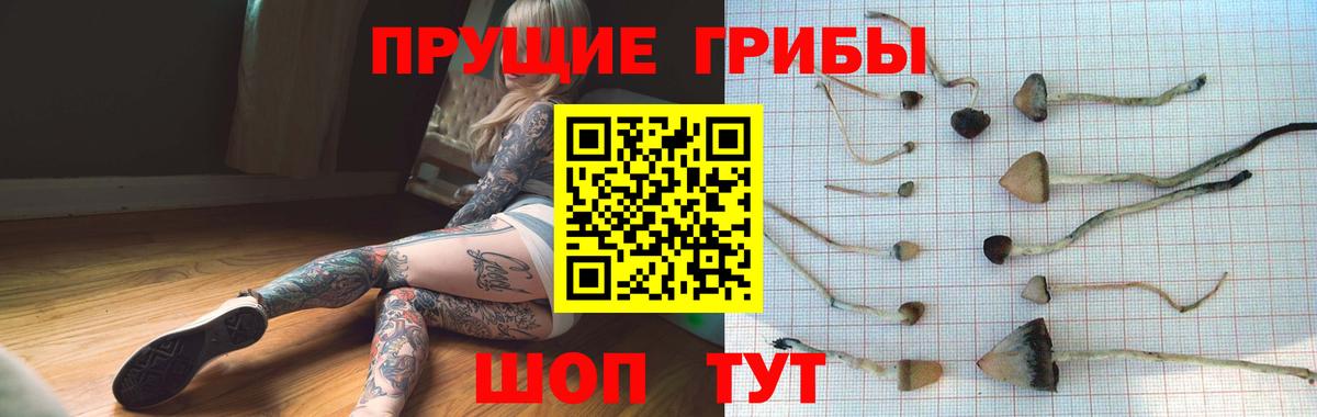 Псилоцибиновые грибы мицелий  Вход с VPN  Гусев 